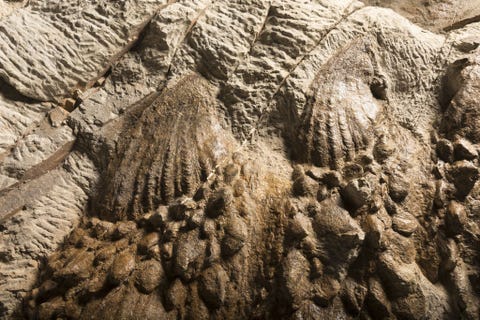 Niet alleen het pantser van Zuul is goed bewaard gebleven ook zijn zachte weefsels waaronder de geplooide lagen van de osteodermen beenplaten die zijn opgebouwd uit keratine de protene waaruit ook neushoornhoorn en onze vingernagels bestaan