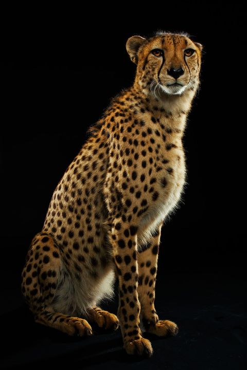 De cheeta Acinonyx jubatus is het snelste zoogdier en kan sprintjes van 96 kilometer per uur trekken Minder dan 10000 dieren zijn er over in het oosten en zuidwesten van Afrika en Iran