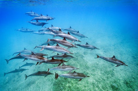 Langsnuitdolfijnen Stenella longirostris hier voor de kust van Oahu in Hawa staan erom bekend dat ze hoog uit het water opspringen en daarbij om hun as draaien Ze doen dit mogelijk om zuigbaarzen van hun huid te verwijderen en om te communiceren