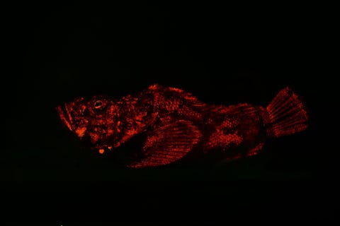 Biofluorescentie zou om allerlei redenen kunnen worden toegepast zegt Alexander Gaos   directeur van het Eastern Pacific Hawksbill Initiative bijvoorbeeld voor het vinden en lokken van een prooi ter verdediging of om op een of andere wijze te communiceren