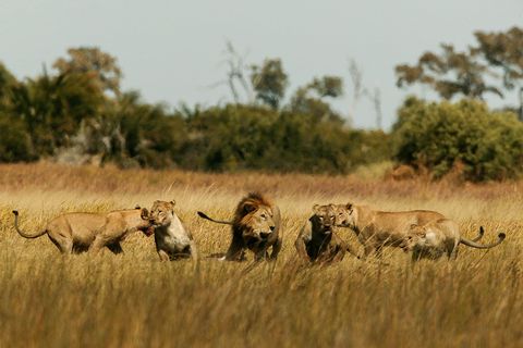 Leeuwen spelen in de Okavango Delta