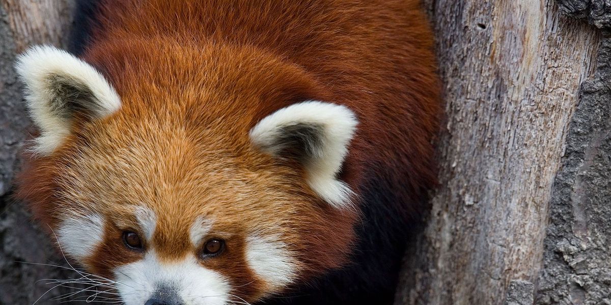 Rode pandas zijn vooral solitaire dieren en komen in het wild alleen bij elkaar om te paren zegt PJ Jones van de Roger Williams dierentuin Ze zijn vooral actief in de ochtend en avondschemering en s nachts en ze wonen op een hoogte tussen 1500 en 5000 meter
