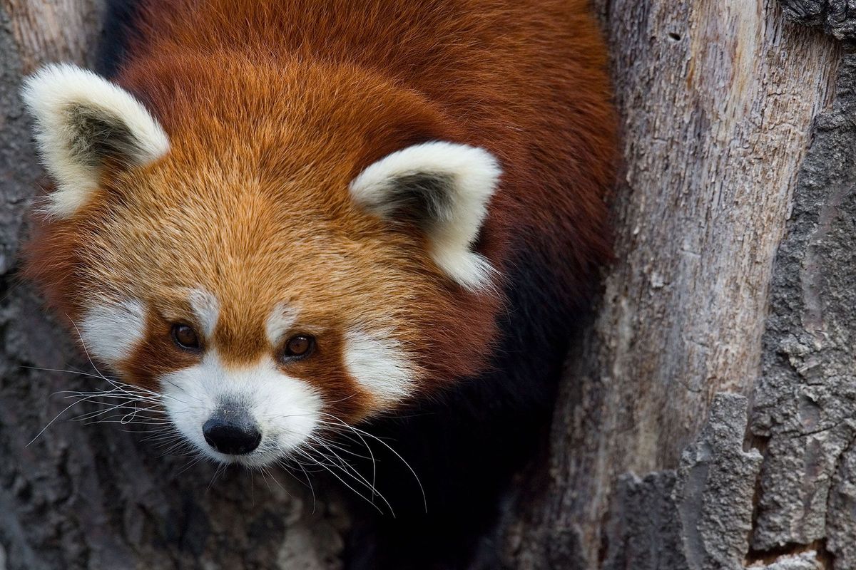 hardware Informeer Vertolking Foto's van rode panda's die je 'Ahhh' laten zeggen