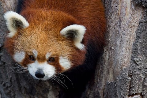 Rode pandas zijn vooral solitaire dieren en komen in het wild alleen bij elkaar om te paren zegt PJ Jones van de Roger Williams dierentuin Ze zijn vooral actief in de ochtend en avondschemering en s nachts en ze wonen op een hoogte tussen 1500 en 5000 meter