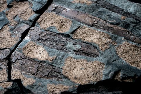 Op een ondergrond van metaalgrijze steen liggen chocoladebruine ribben naast lichtbruine osteodermen