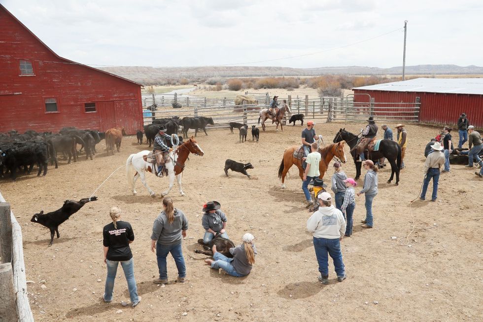 Op de Barney Ranch bij Big Piney in Wyoming verzamelen de knechten de kalveren om ze te merken Als het waaierhoen tot bedreigde diersoort wordt verklaard waartoe natuurbeschermingsorganisaties eerder opriepen zou de ruimte voor ranches olie en gaswinning en andere vormen van bedrijvigheid sterk worden ingeperkt