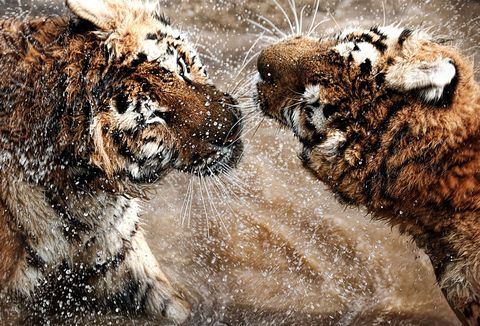 Siberische tijgers zijn met elkaar in gevecht in Hongarije