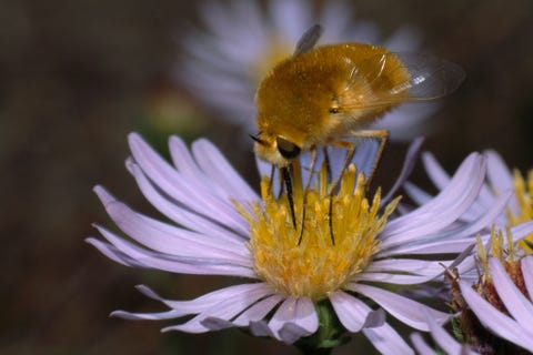 De gewone wolzwever zoals deze op een aster alpinus in NoordCaliforni doet zich voor als hommelbij om eitjes te kunnen leggen in bijennesten