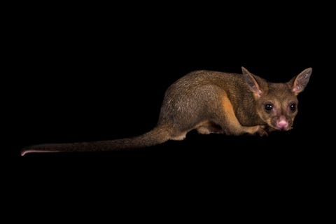 Voskoesoes hebben een uitgestrekt leefgebied in Australi dat overlapt met de gebieden die in brand staan In het verleden hebben ze laten zien dat ze grote bosbranden kunnen overleven door zich te verschuilen in boomholtes In de toekomst kunnen ze misschien niet meer terugvallen op deze ruimtes voor bescherming Deze vind je voornamelijk in oudere bomen die na bosbranden vaak omvallen