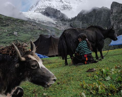 In het zomerkamp van haar familie melkt Tshering Om 43 een jak Op de achtergrond verrijst de Masanganggletsjer De familie uit het dorp Laya brengt vijf maanden van het jaar in dit zomerkamp door Omdat de gletsjers de laatste jaren sneller smelten en steeds kleiner worden maakt de familie zich zorgen over de watervoorziening in de toekomst
