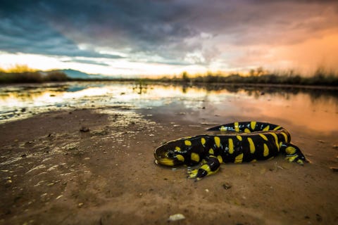 Tiger salamander Willcox Arizona United States