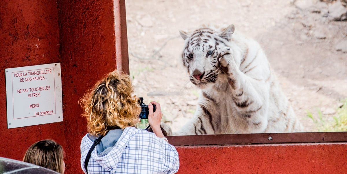 In een dierentuin in Frankrijk fotografeert een vrouw een tijger vanachter een glazen wand Op een bord wordt mensen verzocht het glas niet aan te raken Verhalen van bezoekers die verblijven van wilde dieren betreden om een goede selfie te maken verbijsteren de publieke opinie wat drijft mensen ertoe om ziets doms te doen