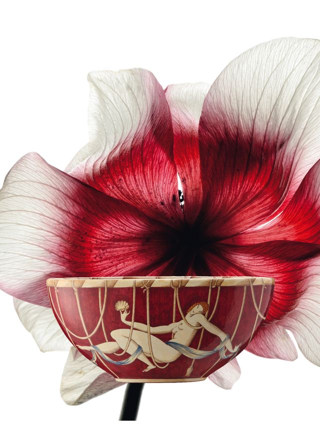 Red, Pink, Flower, Plant, Petal, Amaryllis belladonna, Moth Orchid, Hippeastrum, Magenta, Flowering plant, 