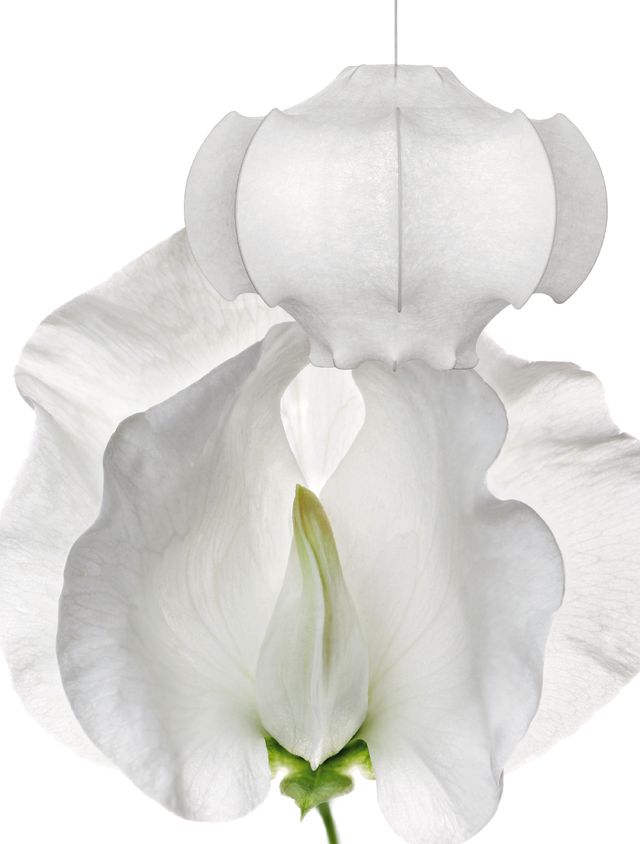 White, Petal, Flower, Plant, Botany, Cut flowers, Flowering plant, Sweet pea, Iris, Magnolia, 