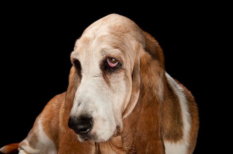 Basset hound