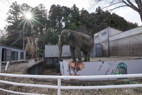 Miyako leeft al 44 jaar alleen in haar verblijf in de dierentuin van Utsunomiya