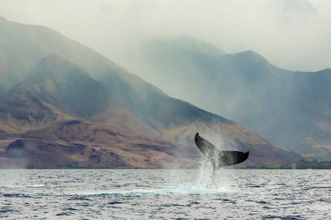 https://www.nationalgeographic.com/content/dam/environment/2019/09/environmental-victories-gallery/05-environmental-victories-facts.jpg De instelling van zeereservaten begon in de VS in 1972 met de Marine Protection Research and Sanctuaries Act Tegenwoordig worden in dit soort reservaten talloze biologische historische en culturele schatten beschermt van scheepswrakken in de Grote Meren tot deze bultrug in een zeereservaat voor de kust van Hawa