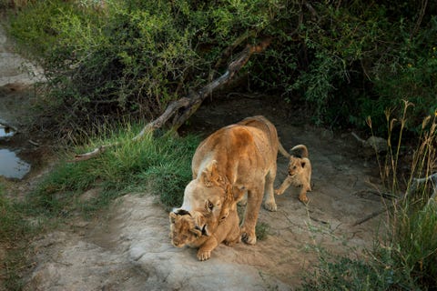 In het Nationale Park Serengeti pakt een leeuwin van de Voembitroep een jonge welp bij zijn nekvel