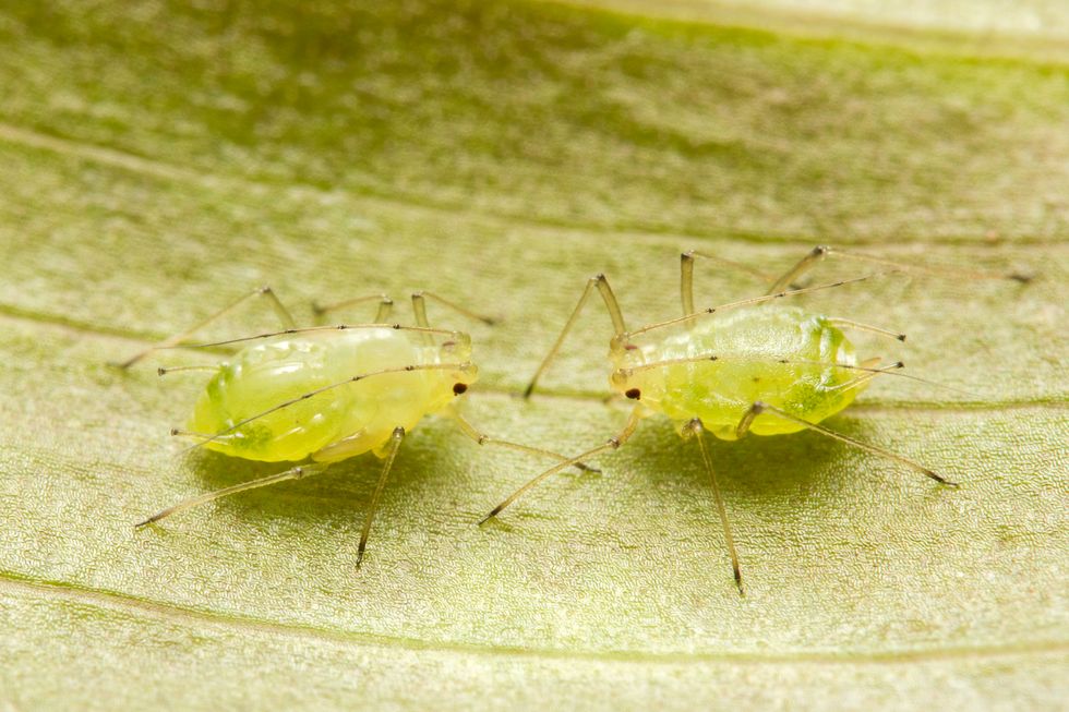 two green aphids on a leaf