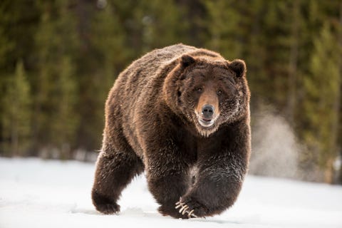 Een grizzlybeer op pad in Yellowstone National Park
