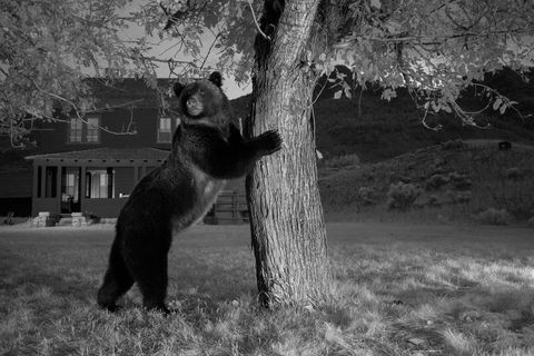 GRIZZLYBEERDeze grizzlybeer werd op heterdaad betrapt in het Yellowstone National Park Wyoming toen hij probeerde appels van een boompje te trekken Ondanks het feit dat dit zoogdier een van de meest vervaarlijke roofdieren ter wereld is voedt het zich deels met noten bessen en ander fruit