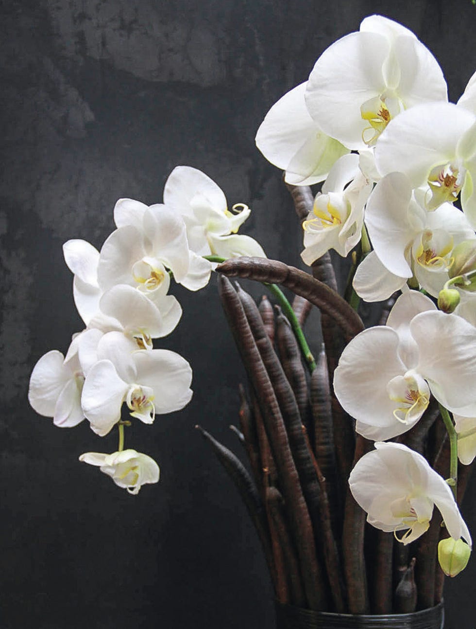 White, moth orchid, Flower, Petal, Plant, Flowering plant, Cut flowers, Moth Orchid, Orchid, Branch, 