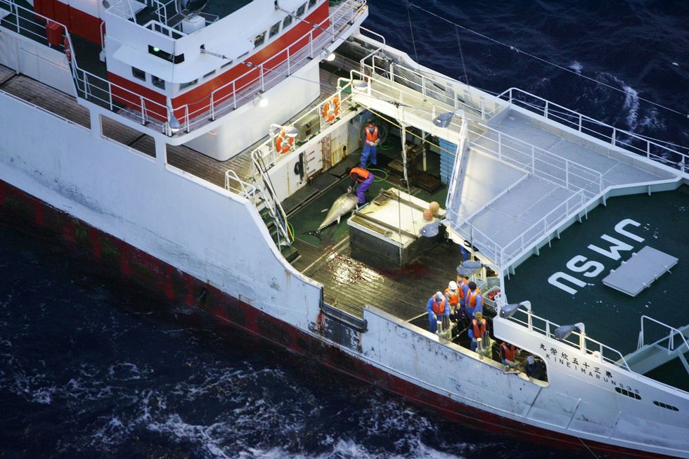 Een schip van Greenpeace vaart uit om blauwvintonijnen te redden een soort die over grote afstanden door de open oceaan trekt