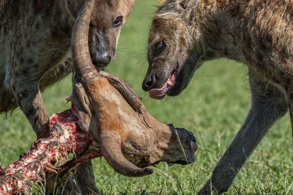 Gevlekte hyenas doen zich tegoed aan de overblijfselen van een rund in Kenia Het zijn behendige roofdieren die alleen of in groepen kunnen jagen