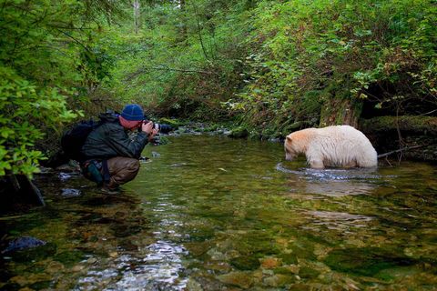 Onder toeziend oog van gidsen van de Gitgaastam fotografeert Paul Nicklen een Kermodebeer of spirit bear Hij gaf deze beer de bijnaam Friendly Bear omdat hij ondanks hun aanwezigheid zo onverstoord bleef