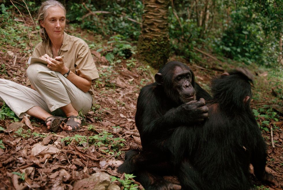 Jane Goodall observeert chimpansees in het Gombe Stream National Park in Tanzania 1990