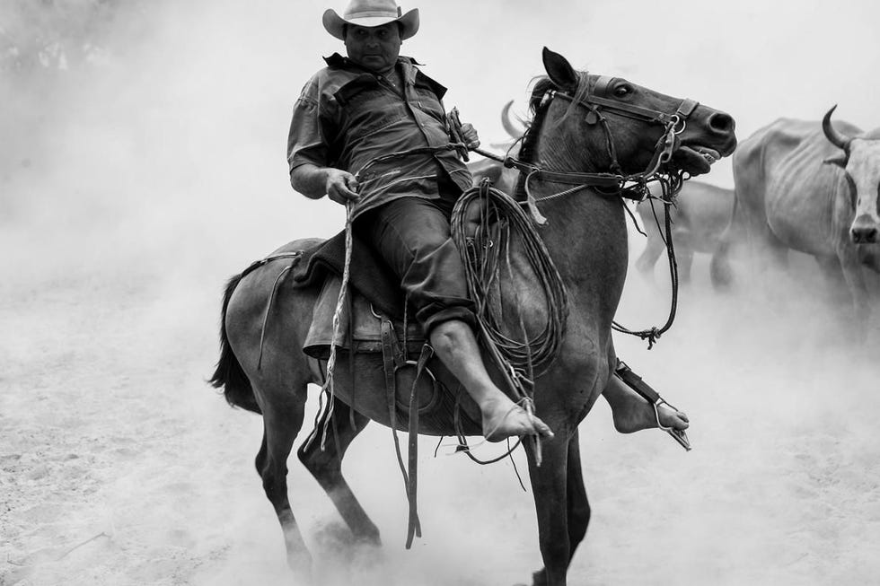 Llaneros brengen het vee bijeen op een ranch