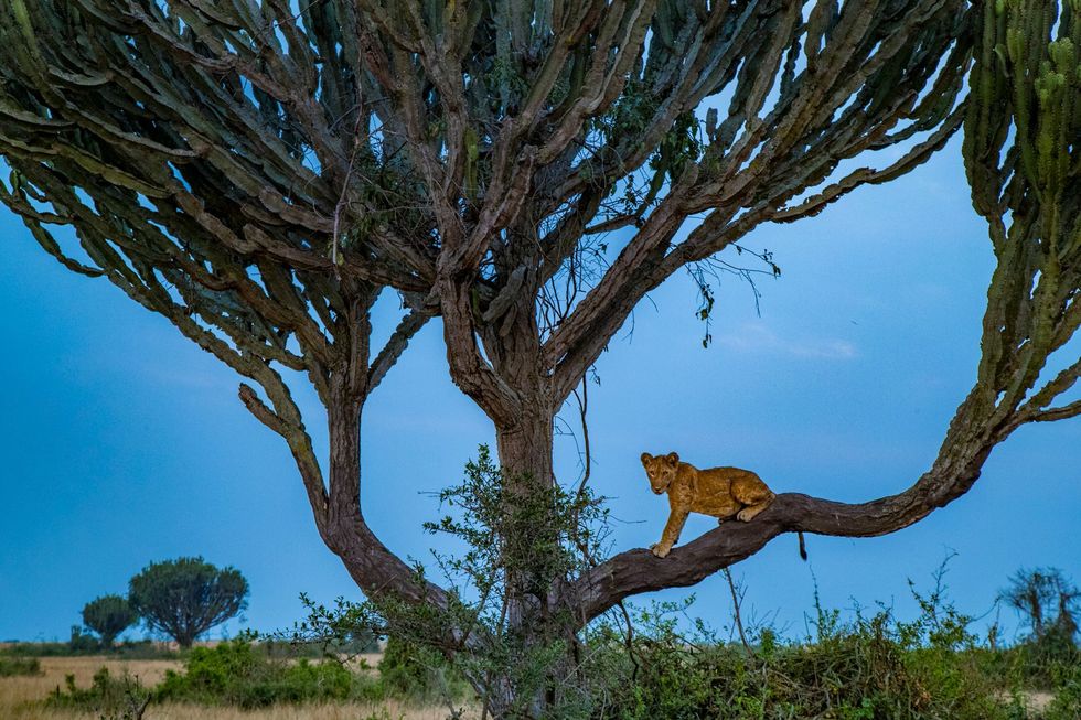 In het Queen Elizabeth National Park aarzelt een leeuwenwelp om uit een hoge kandelaberboom naar beneden te klimmen In dit deel van Afrika behoort het tot de cultuur van leeuwenpopulaties om in bomen te klimmen overdag zit bijna elke leeuw in het park in een vijgen of kandelaberboom