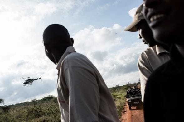 Het halsbandteam gaat naar de plek waar een olifant is gezien door het vliegtuig en verdoofd door een pijltje geschoten uit de helikopter in het nationale park Tsavo West