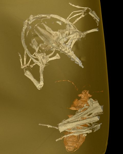 De 3Dscans tonen ook fijne details in het fossiel van de Electroranakikker