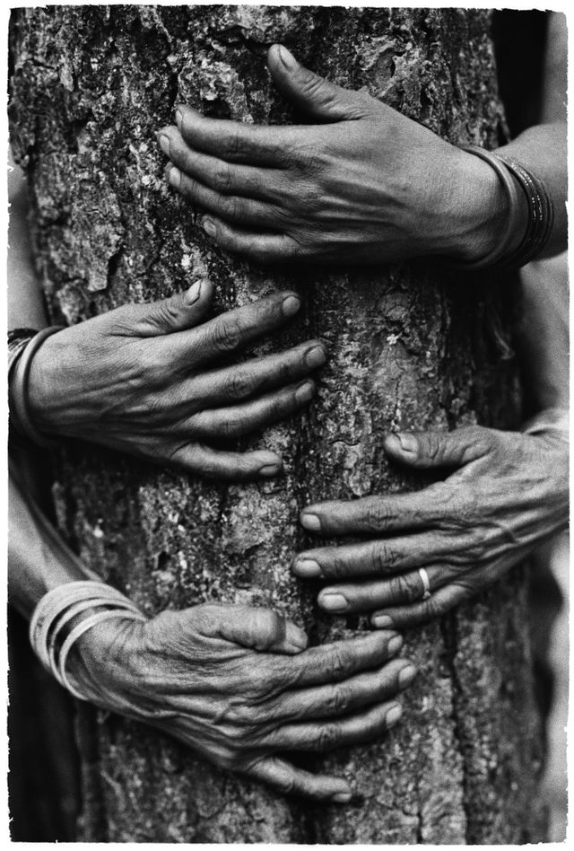 pamela singh, chipko tree huggers of the himalayas