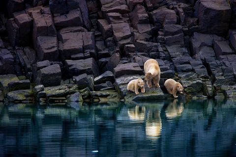 Een moederijsbeer en haar jongen staan op een rotskust in Spitsbergen IJsberen zijn afhankelijk van zeeijs om te kunnen jagen Doordat het zeeijs afsmelt zijn er voor ijsberen op het ijs minder prooidieren te vinden zoals zeehonden