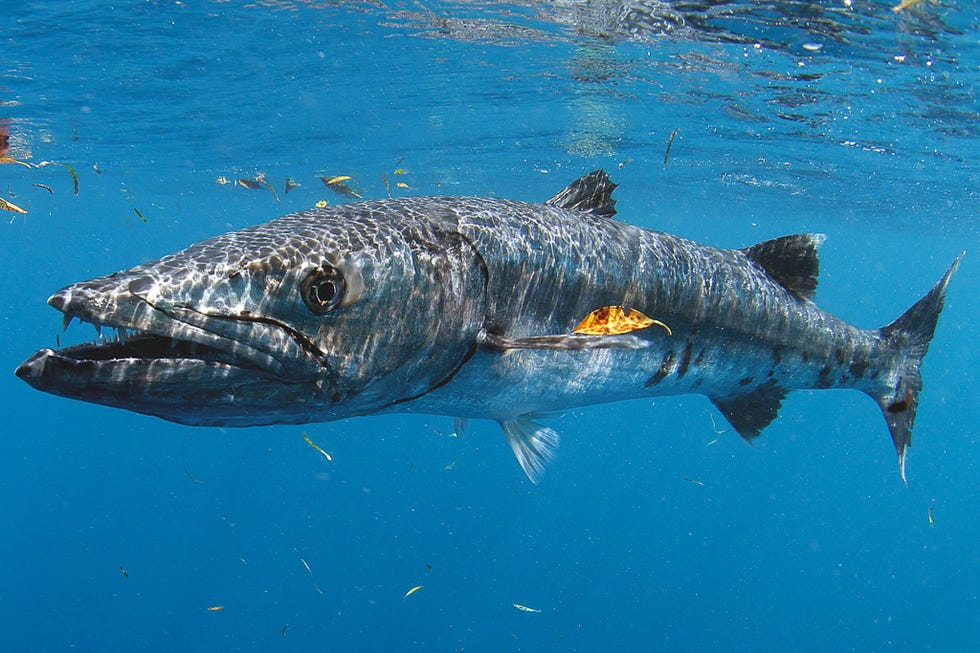 De grote barracuda is een van de talloze zeediersoorten die het water rond de atol Aldabra bevolken