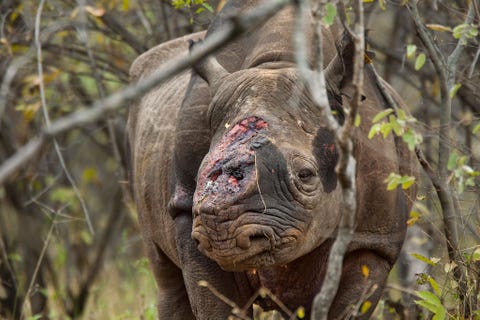 http://www.nationalgeographic.com/content/dam/photography/PROOF/2017/September/world-rhino-day-gallery/05-rhino-day-NationalGeographic_1455198.jpg Wildopzieners zagen deze zwarte neushoornstier door de Sav Valley Conservancy in Zimbabwe zwerven nadat stropers het dier meerdere keren hadden beschoten en zijn beide hoorns hadden afgehakt Dierenartsen moesten het dier laten inslapen omdat het zich door een verbrijzelde schouder niet meer op de been kon houden