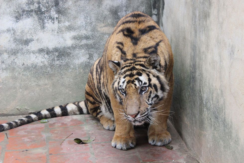 Onderzoekers van de ngo Education for Nature  Vietnam namen in 2016 deze foto van een tijger in een kale omheining op een boerderij in Vietnam