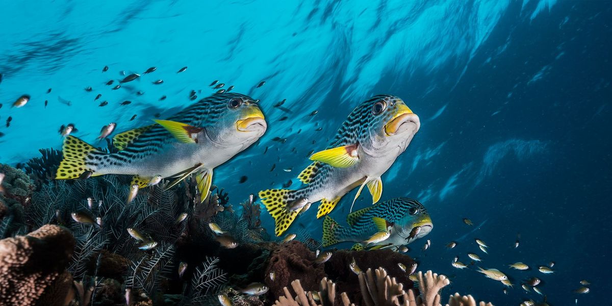 Harlekijnvissen scheren over het koraalrif van Tubbataha dat door onderwaterfotograaf David Doubilet wordt omschreven als een ware Serengeti van de zee