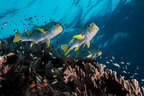 Harlekijnvissen scheren over het koraalrif van Tubbataha dat door onderwaterfotograaf David Doubilet wordt omschreven als een ware Serengeti van de zee