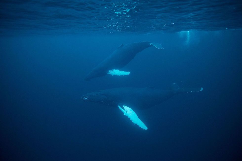 A pair of humpback whales swim together Females which are longer than males reach lengths of 60 feet
