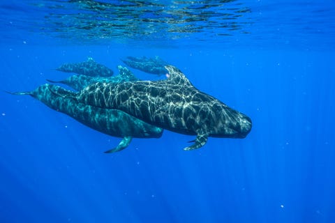 Grienden zwemmen voor de kust van Kona op Hawa Soms worden troepen grienden gevolgd door oceanische witpunthaaien die zich waarschijnlijk tegoed doen aan voedselresten die de grienden achterlaten