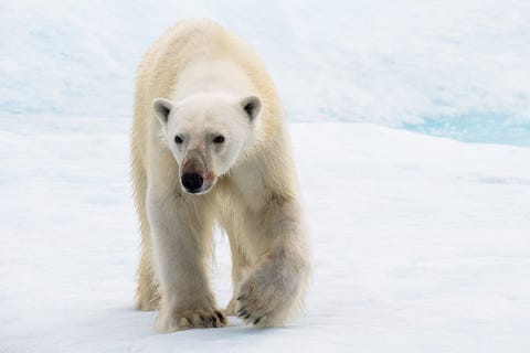 Een jonge ijsbeer op het ijs in het Canadese Nunavut De fotograaf herinnert zich dat de beer op hem en zijn groep kwam aflopen Deze jonge magere ijsbeer kwam op ons af nadat hij een zeehond voedsel had verorberd Hij was niet verstoord door ons maar probeerde te ruiken wat wij waren Nadat hij even had rondgesnuffeld liep hij terug tot er een tweede beer kwam die hem probeerde te verjagen