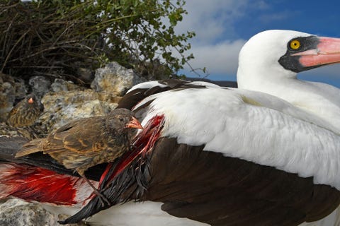 National Geographicfotograaf Thomas Peschak won de eerste prijs in de categorie Vogels met een foto van een spitssnavelgrondvink die zich op Isla Wolf in de noordelijke Galpagoseilanden tegoed doet aan het bloed van een Nazcagent Normaliter voedt deze vink zich met insecten en zaden die niet het hele jaar door op deze eilanden voorkomen dus vult de vogel zijn dieet aan met het bloed van de gent Het meest verrassende was volgens Peschak dat de genten er geen last van schenen te hebben