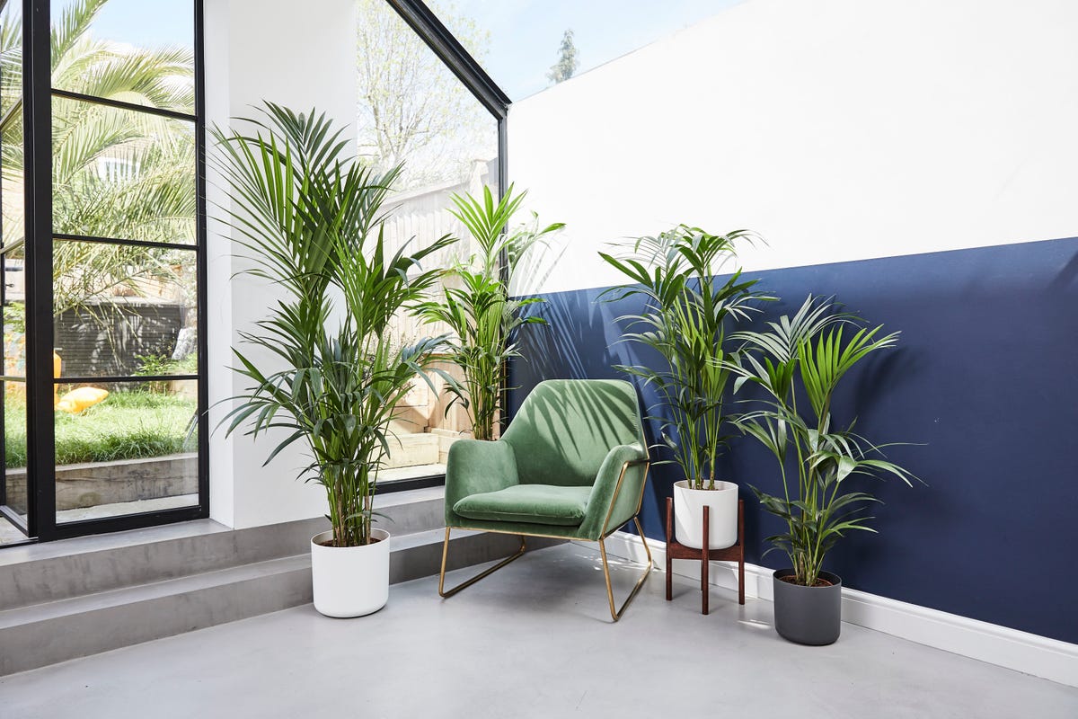 What's driving our obsession with indoor plants?