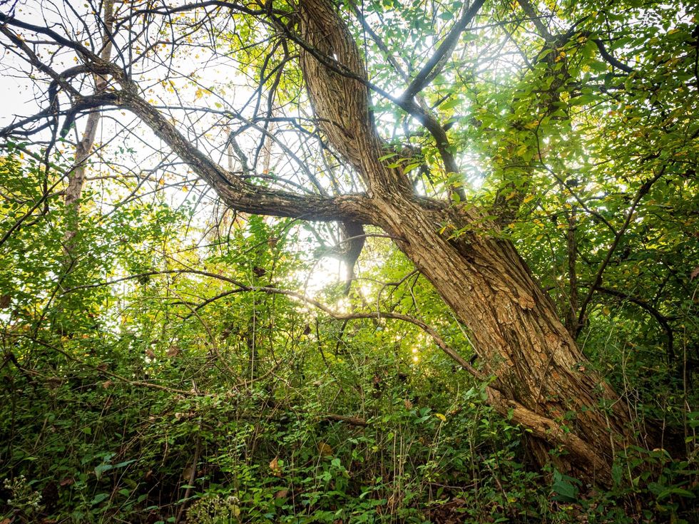 Een osagedoorn in de Amerikaanse staat Ohio De bomen kunnen drie tot vijftien meter hoog worden Ze leveren zeer sterk en toch flexibel geeloranje hout op dat erg gewild is om schietbogen van te maken