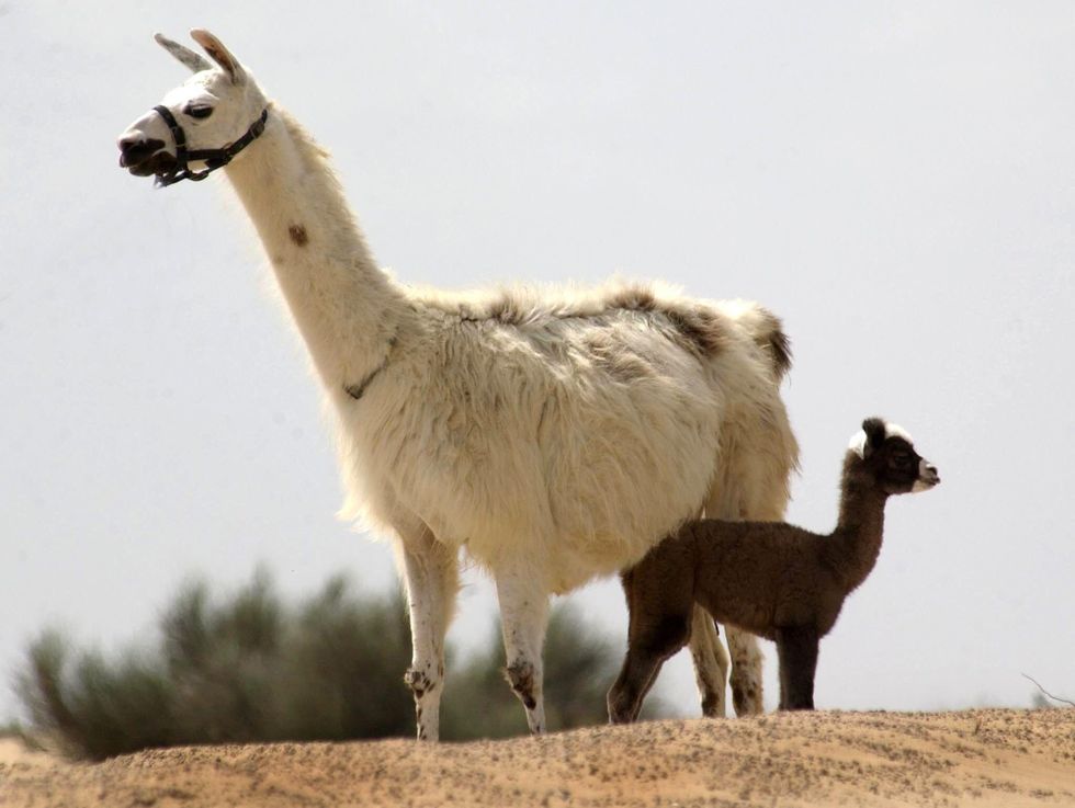 Kamilah is een kama oftewel een kruising tussen een mannelijke eenbultige kameel een dromedaris en een vrouwtjeslama Op de foto in 2002 genomen in het Camel Reproduction Centre in Dubai staat Kamilah naast zijn moeder