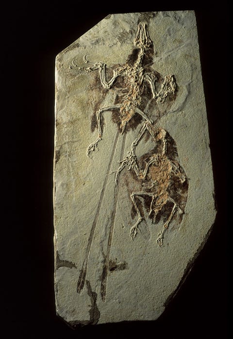 https://www.nationalgeographic.com/content/dam/science/2018/09/21/dino_gallery/05_dino_gallery_nationalgeographic_1188199.jpg In de fossielenrijke afzettingen van de Chinese provincie Liaoning zijn niet alleen dinosaurirs maar ook vroege vogelsoorten bewaard gebleven zoals deze fragiele en sierlijke exemplaren van de 120 tot 125 miljoen jaar oude soort Confuciusornis sanctus Deze vogelsoort wordt gekenmerkt door twee lange lintvormige staartveren en behoort tot de dieren die het vaakst worden gevonden in de formaties van Yixian en Jiufotang uit het vroege Krijt in Chinese musea worden inmiddels honderden exemplaren bewaard Dit betekent dat wetenschappers vragen kunnen gaan stellen over variaties binnen populaties wat bij gefossiliseerde soorten zelden mogelijk is
