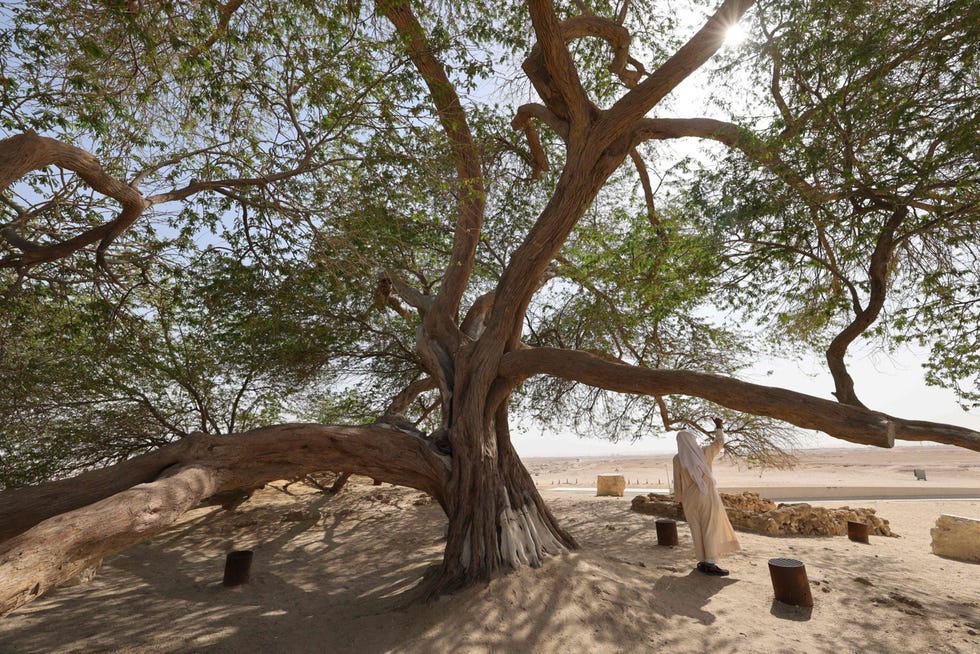 Een man staat in de schaduw van een vierhonderd jaar oud exemplaar van de boomsoort Prosopis cineraria dat de bijnaam Boom des Levens heeft gekregen Het is Bahreins meest gesoleerde boom want in de wijde omgeving van de kale helling waarop hij groeit een kleine 25 kilometer ten zuiden van de hoofdstad Manama zijn geen andere bomen te zien Dit exemplaar weet te overleven omdat zijn wortelstelsel tot een diepte van 35 meter in de bodem doordringt en daar grondwater opzuigt